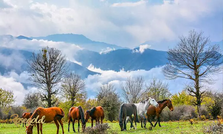 جنگل الیمستان مازندران